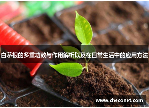 白茅根的多重功效与作用解析以及在日常生活中的应用方法 白茅根的多重功效与作用解析以及在日常生活中的应用方法