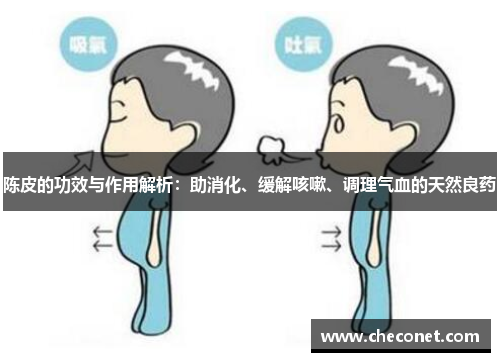 陈皮的功效与作用解析：助消化、缓解咳嗽、调理气血的天然良药